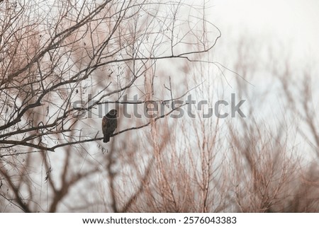 Similar – Image, Stock Photo Hawk sitting on tree branch in forest