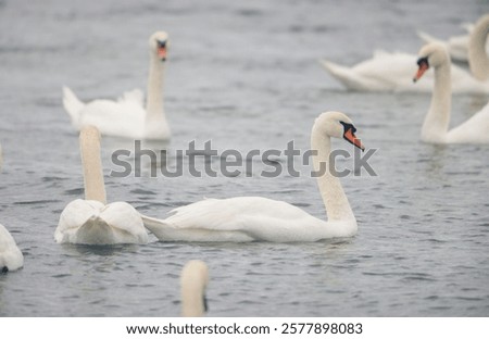 Similar – Image, Stock Photo Flock swans swims in the pond. Wintering of wild birds in the city. Survival of birds, nature care, ecology environment concept, fauna ecosystem