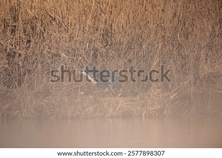 Similar – Image, Stock Photo When dawn breaks, a light comes on