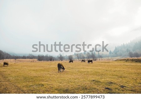 Similar – Image, Stock Photo When dawn breaks, a light comes on