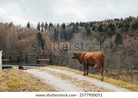 Foto Bild Eine braune Kuh steht auf der Weide