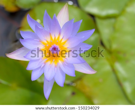 Close-up lotus purple top.