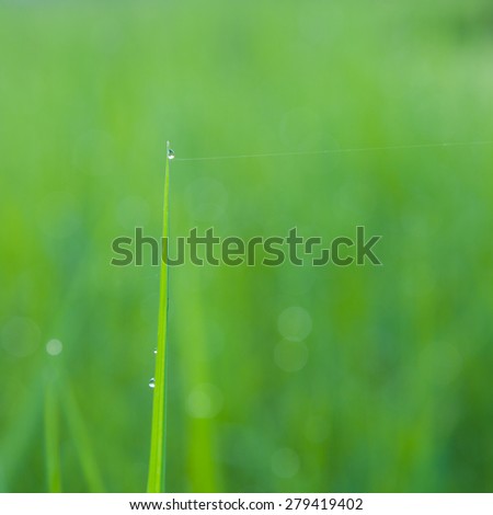 Dew atop the blades of grass in focus light.