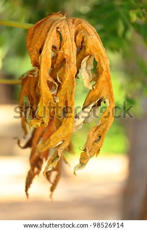 Papaya leaves to shrivel