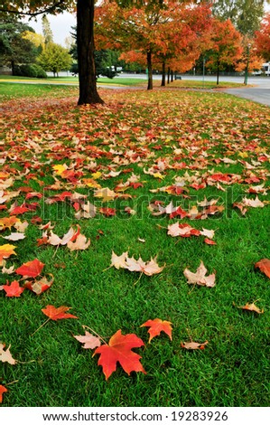 red maple leaves falling on lawn