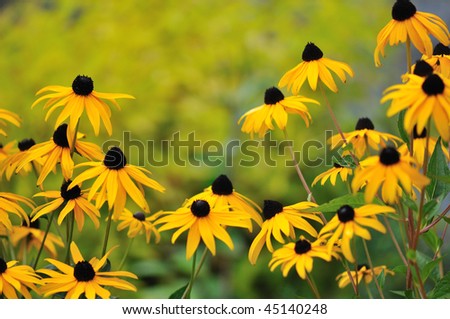rudbeckias: black eyed susan flowers in garden