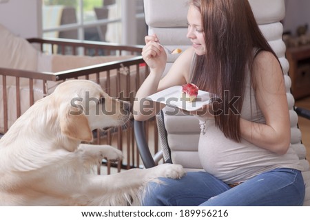 Young pregnant women with a sweet golden retriever is eating a strawberry cake.