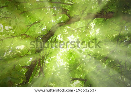 Sunbeams are shining trough a tree in the forest. summer picture. Picture is toned.