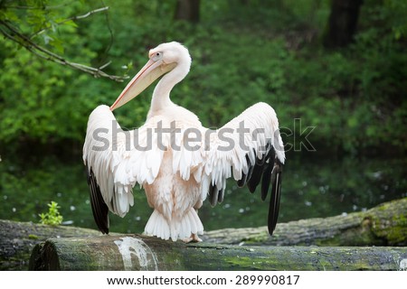 A big pelican spread his wings . Picture made from behind in front of green trees.