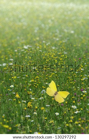 A field of flowers in its blooming height with some butterflies in harmony in strong depth of field focus.
