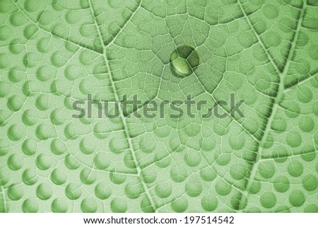 green leaf structure with a water drop and a layered glass plate with holes, in shadows, that resemble to drops