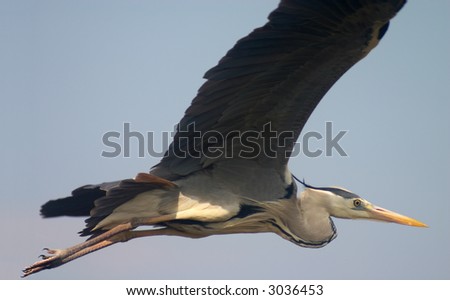 heron bird soaring in blue sky