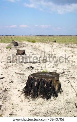 Line of stumps in the sand