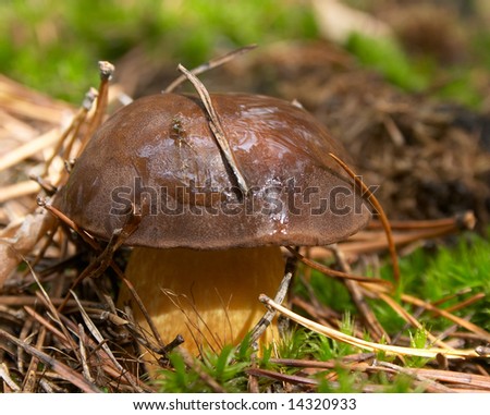 mushroom in forest with pine needles