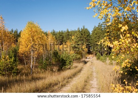 earth road in autumn forest. golden leaves under blue sky