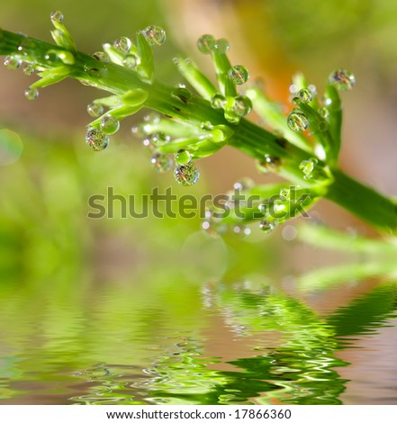 Dew drops on horse-tail plant and reflection in rendered water