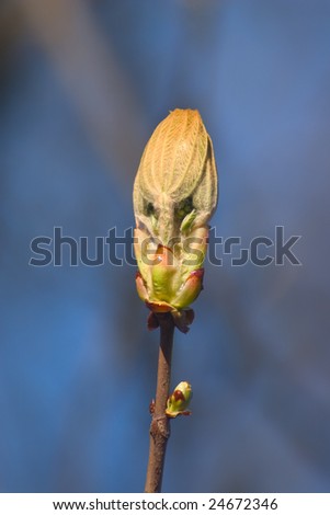 spring bud on tree twig