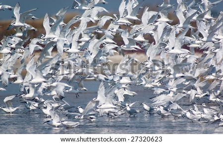 flush of tern birds flying up from the lake