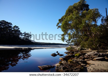 Morning on wild Tasmanian river in eucalyptus forest