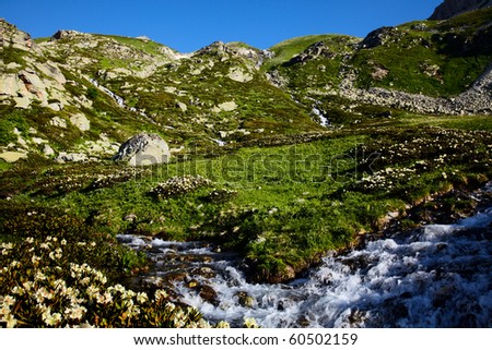 Rhododendron in the valley with spring in mountains