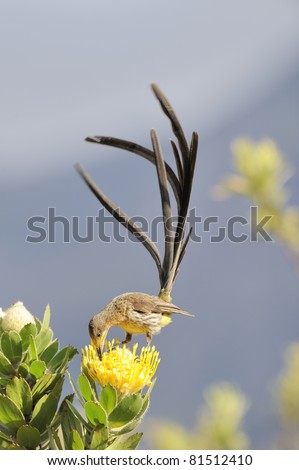 Cape Sugarbird feeding in Yellow Pincushion Protea Flower in wind