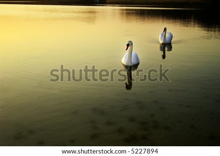 two swans swimming in the gold sunset