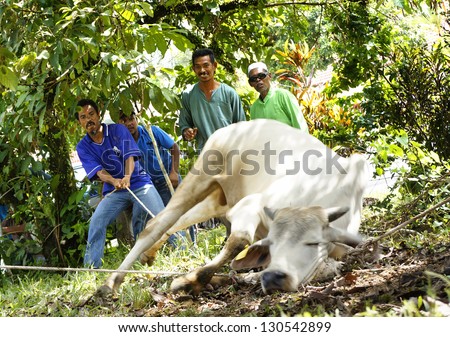 PAHANG, MALAYSIA - OCTOBER 26: Unidentified Malaysian Muslims help in slaughtering a cow during Eid Al-Adha Al Mubarak, the Feast of Sacrifice on October 26, 2012 in Pahang, Malaysia.