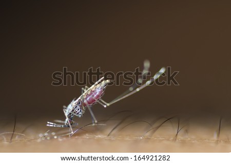 Macro of Anopheles mosquito bite human skin - Malaria Disease
