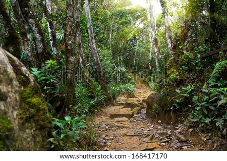 Nature rain forest with morning sunlight at Kinabau Park,Malaysia,Asia