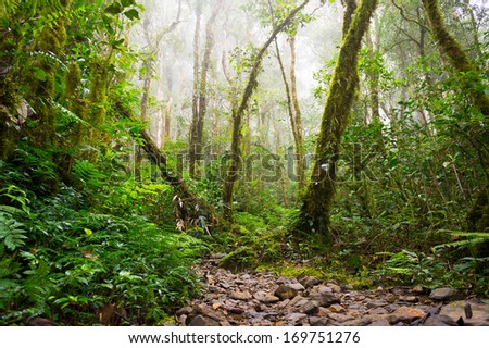 Nature rain forest with morning sunlight at Kinabalu Park,Malaysia,Asia