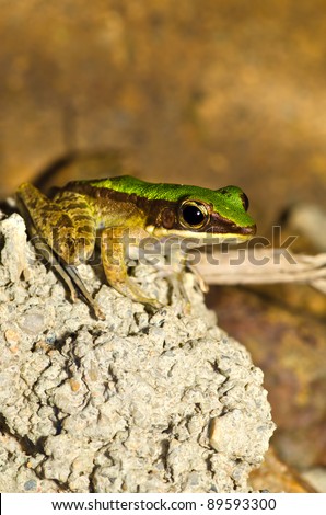Close up frog on stone behind the river