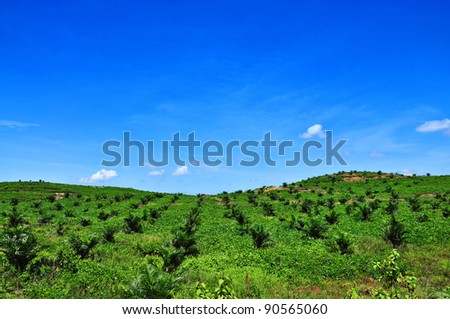Oil palm plantation on the hill and blue sky
