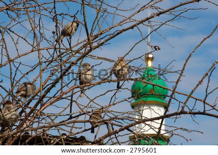 Sparrows begin an active life when the spring comes
