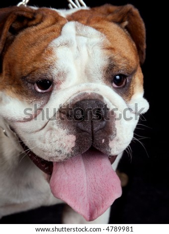 The English bulldog is one more breed of interesting dogs