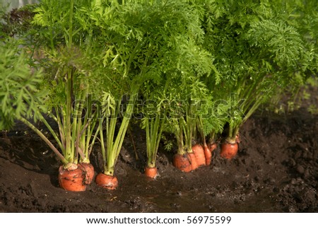 Non-polluting method of cultivation of carrots on a farm