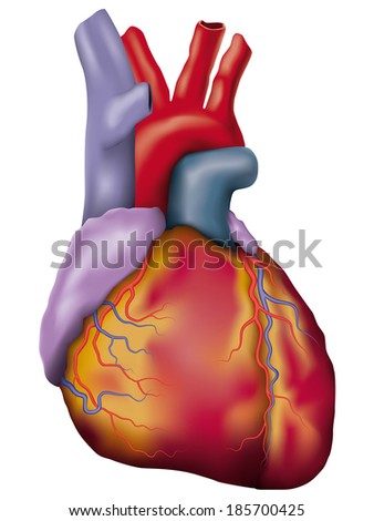 Human Heart Detailed Vector. Anatomic Vector Illustration Of A Human ...