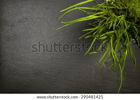 Chives plant on slate background, top view with copy space