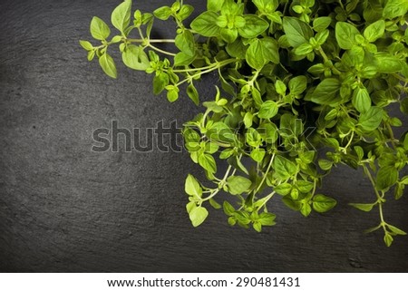 oregano plant on slate background, top view with copy space