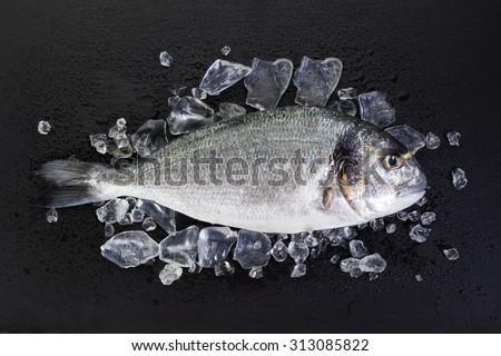 Raw gilt-head bream on ice. Raw Dorade on slate with crushed ice and water drops