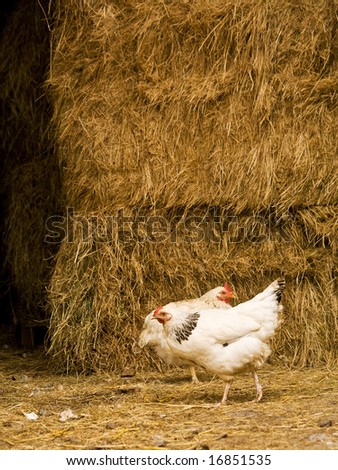 two white hens on a farm, haystack in background