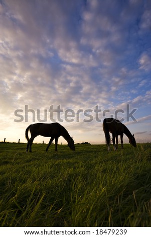 two horses grazing on a meadow, silhouetted against powerful evening sky