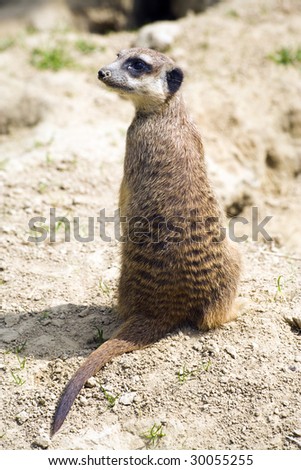 meerkat from behind, head turned