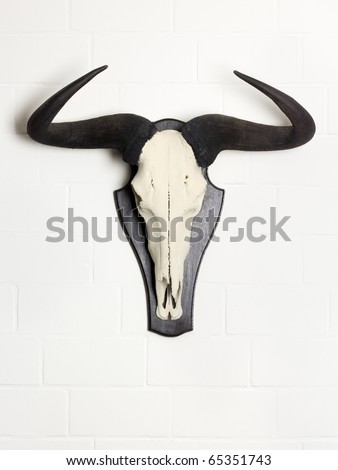 skull of  wildebeest hanging as a trophy on white brick wall