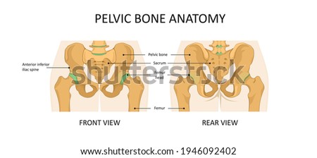 Anatomy Of Pelvic Bone - Human Anatomy