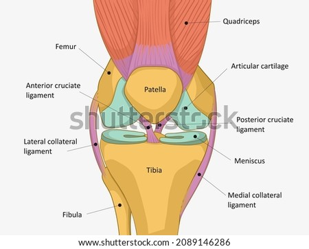 Human Knee joint anatomy. Knee Tendons, anatomical diagram Сток-фото © 