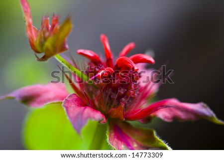 Unique red bee balm flower Monarda