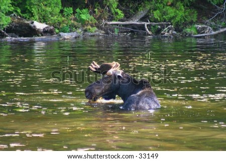 Moose in Water