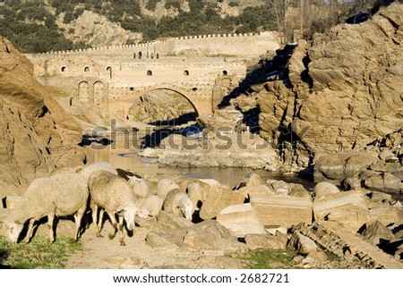 Sheep grazing near river in Buitrago de Lozoya, Comunidad de Madrid, Spain.  Ancient bridge and city walls in background.