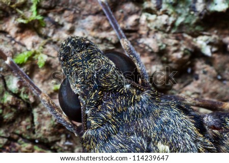 Privet hawk moth on forest close-up