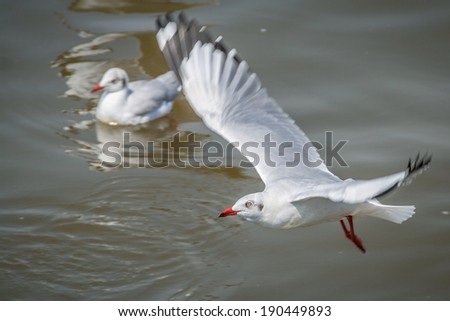 All seagulls birds migrate from northern region of Asia to Thailand  Gulls or seagulls are seabirds of the family Laridae in the sub-order Lari